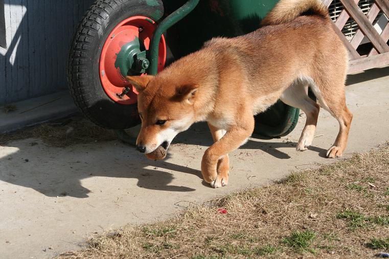 犬 だんご 姫柴な毎日