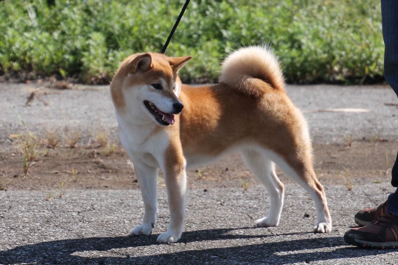 H29年度 秋季 福井支部展 ジャスピン 姫柴な毎日 H29年度 秋季 福井支部展 ジャスピン 姫柴な毎日