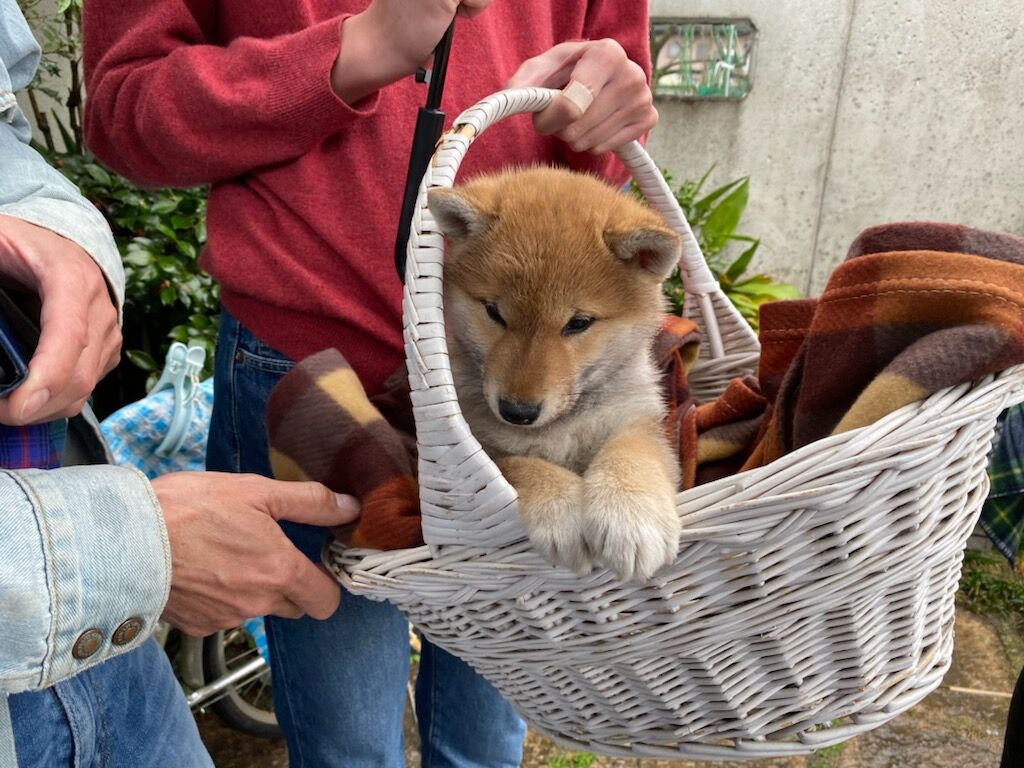 春の嵐 姫柴な毎日