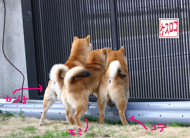尻尾の先黒組 姫柴な毎日