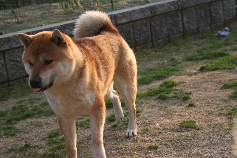 コロスケ いきまぁーす 姫柴な毎日