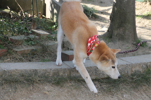 IMG_0229