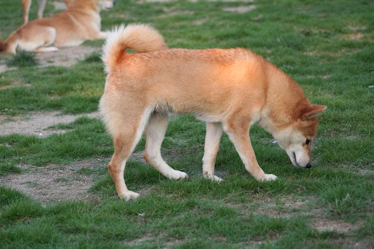 姫柴な毎日 柴犬 姫柴な毎日 柴犬