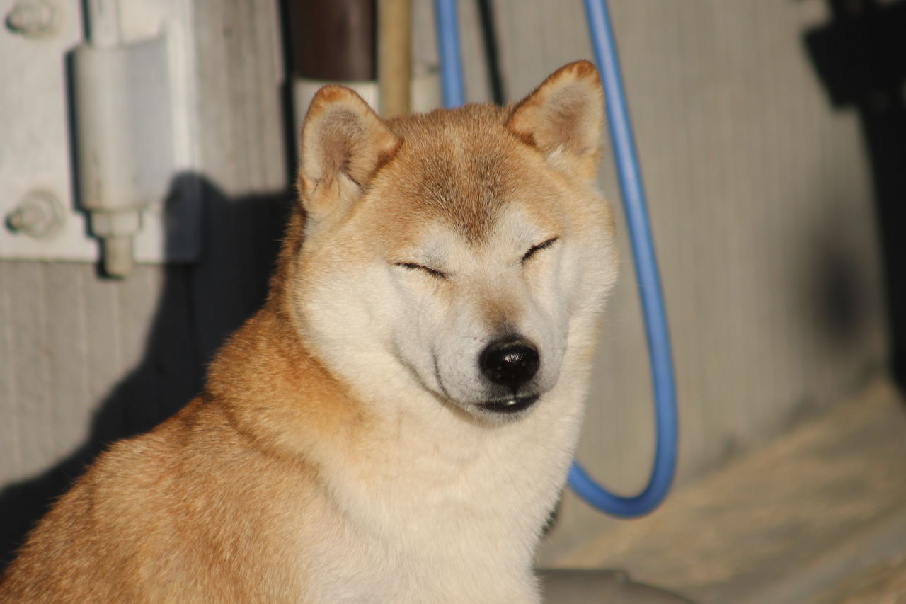 秋の長雨 姫柴な毎日