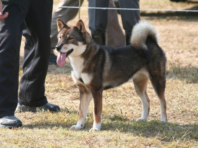 四国犬 姫柴な毎日