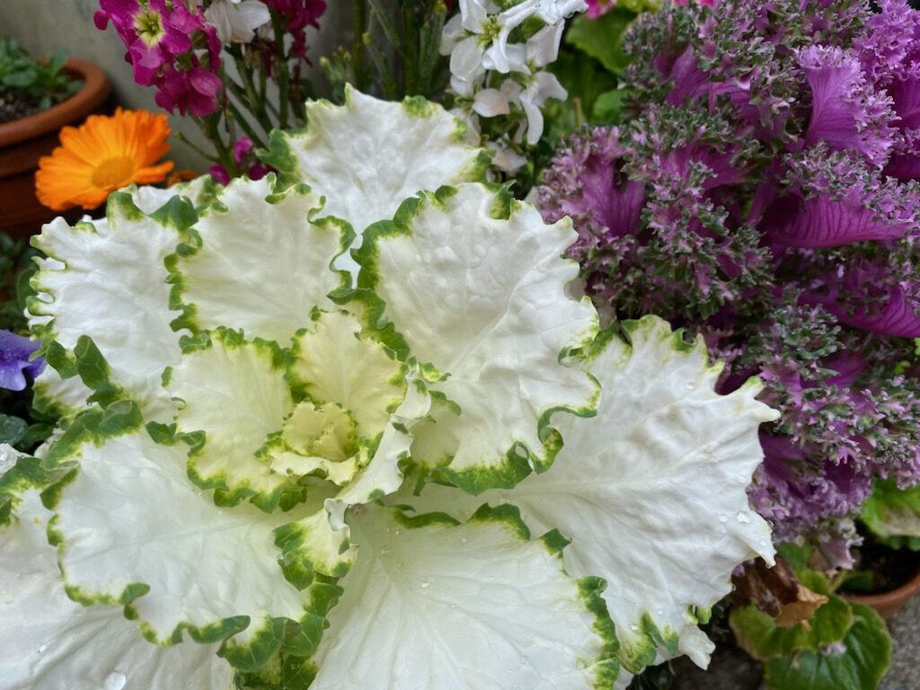 春の嵐 姫柴な毎日