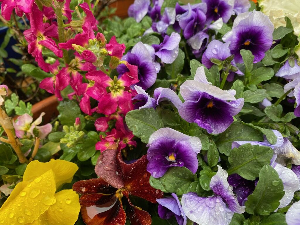 春の嵐 姫柴な毎日