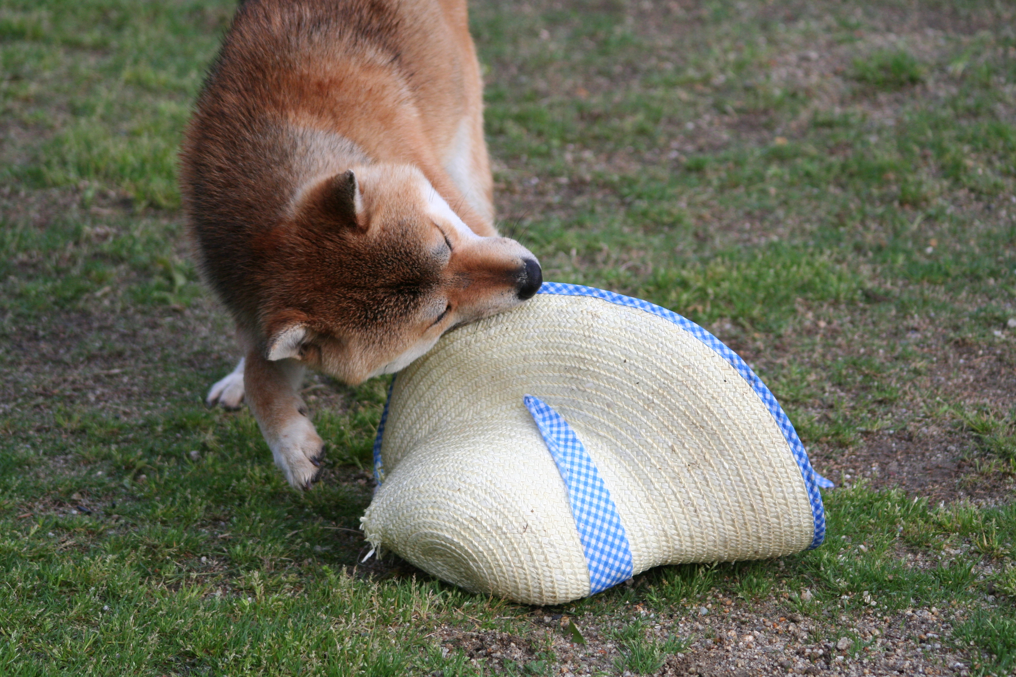む 麦藁帽子さんがぁ 姫柴な毎日