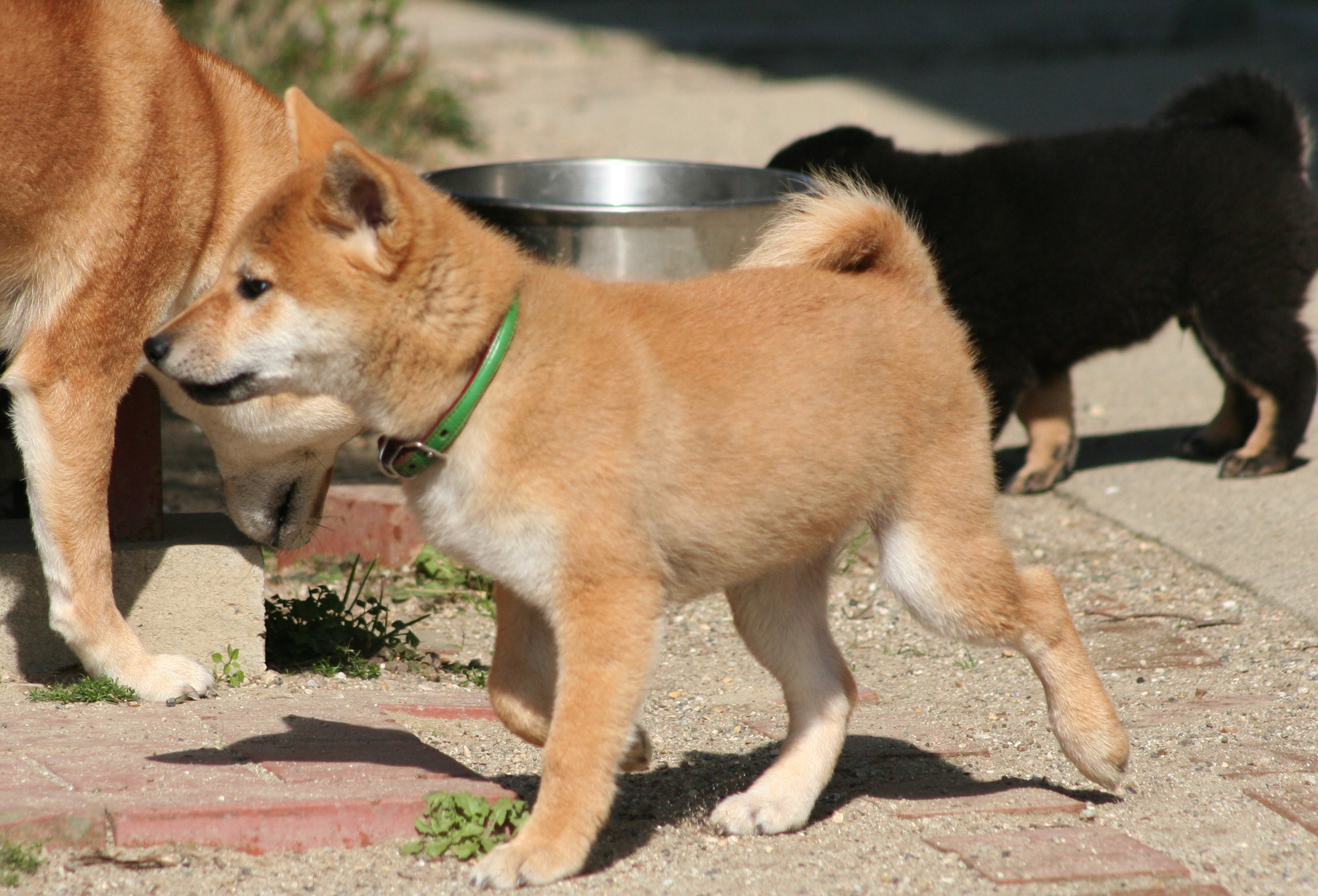 ボキはウッチーだよ 姫柴な毎日