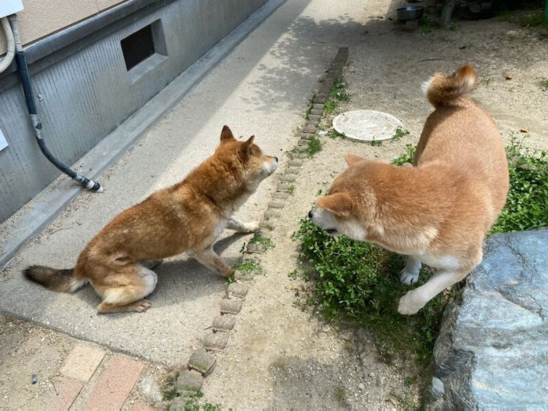 帰ってきた熊五郎