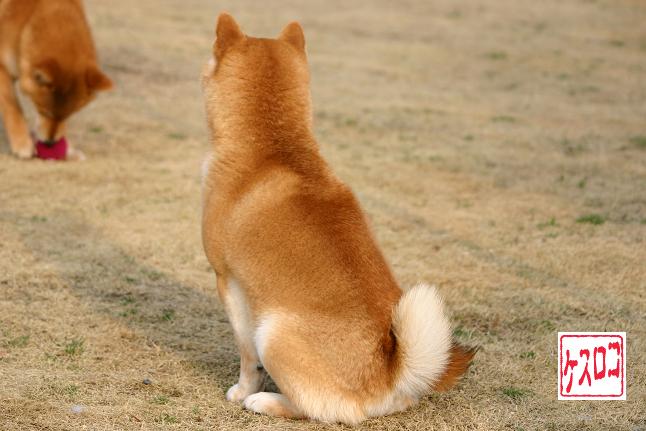しっかりした背中です 姫柴な毎日