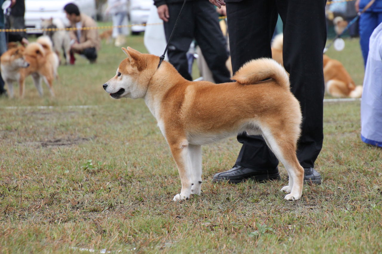 平成２８年 秋季 日本犬保存会北海道支部 ジャスピン 姫柴な毎日