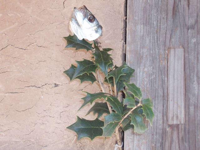 福はうちぃ 姫柴な毎日