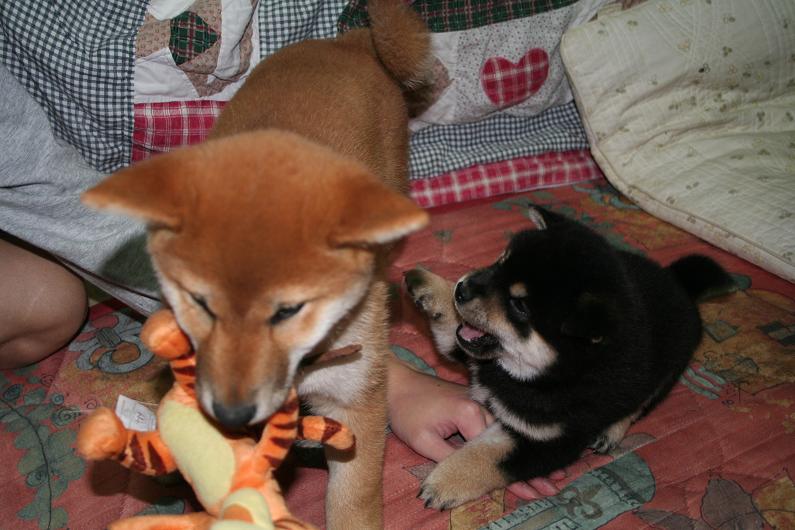 遊び相手は 姫柴な毎日