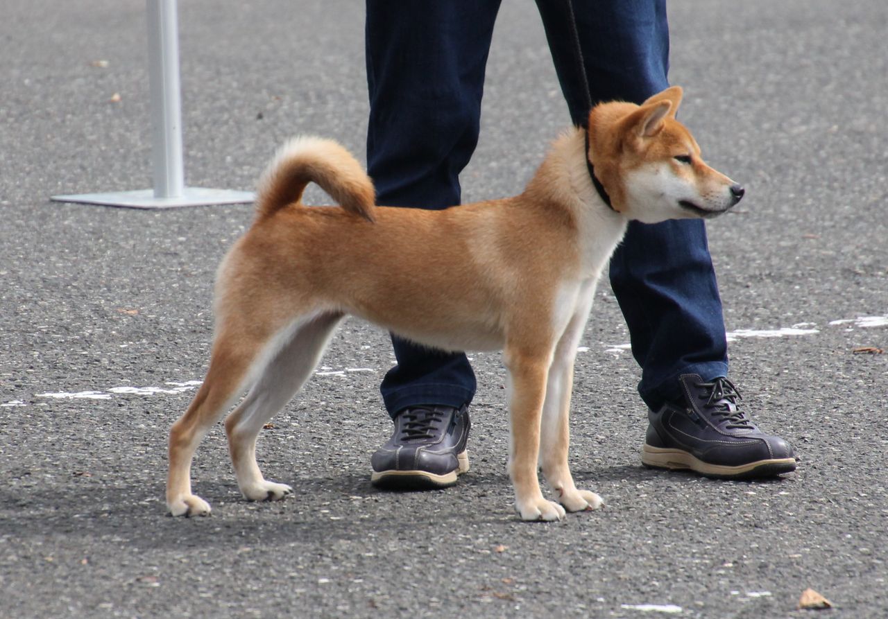 令和1年 北陸連合展ｉｎ福井 ジャスピン 姫柴な毎日