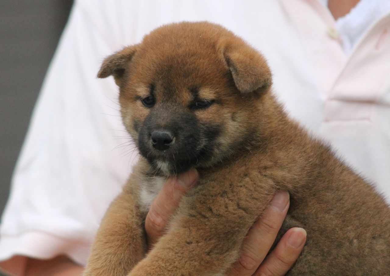 子犬お見合い写真撮影 姫柴な毎日