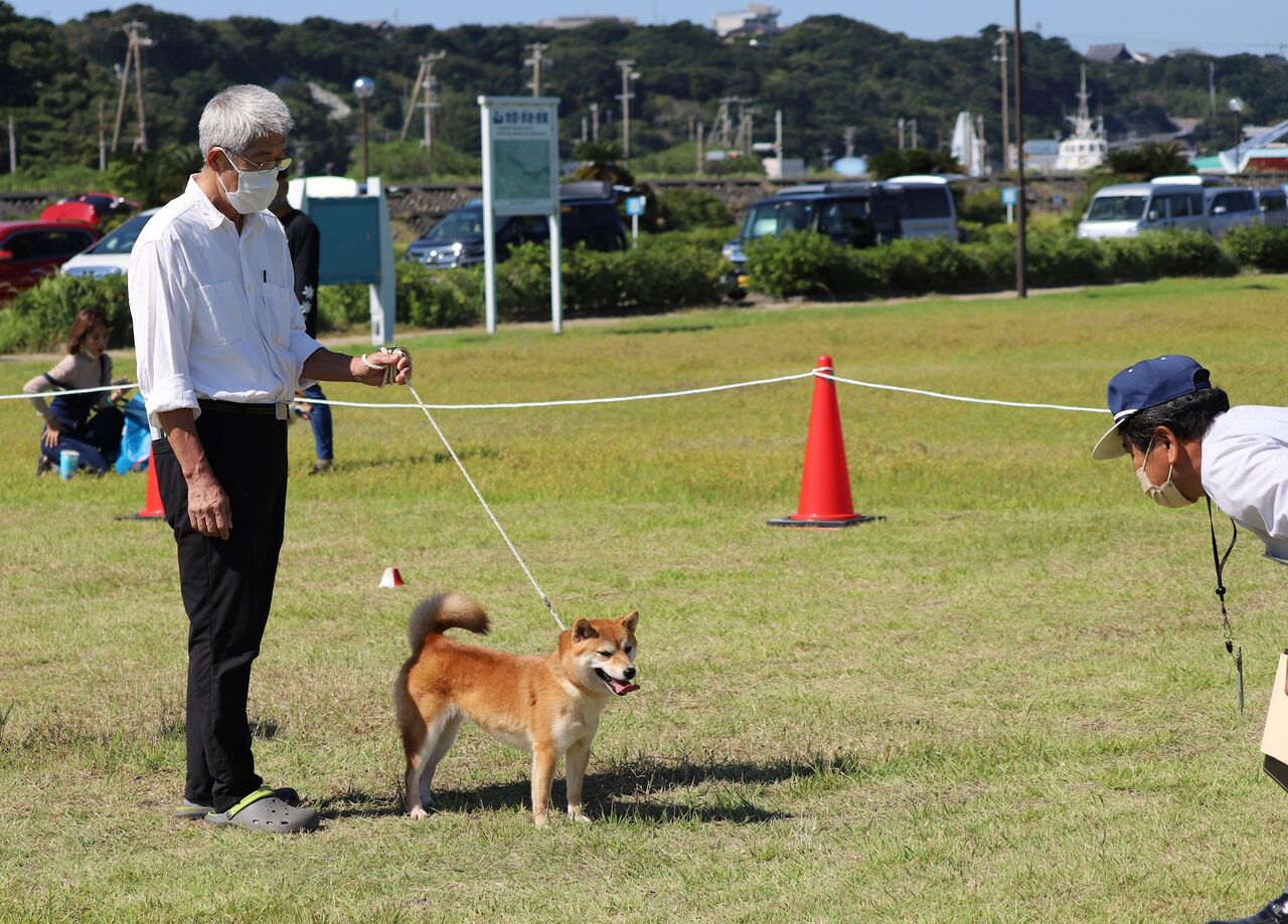 22 秋季 静岡支部展 ジャスピン 姫柴な毎日 22 秋季 静岡支部展 ジャスピン 姫柴な毎日