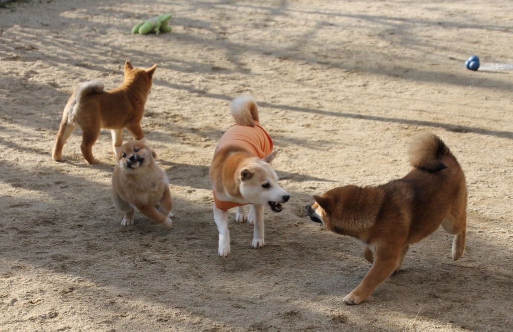 魔王 クマの物語(戸川幸夫作) Amazon.co.jp: ヤマケイ文庫 野性伝説 羆風／