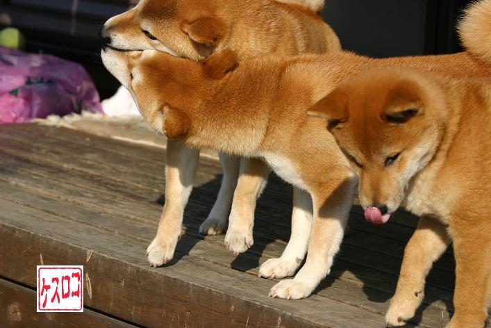 カンナ１５歳 姫柴な毎日