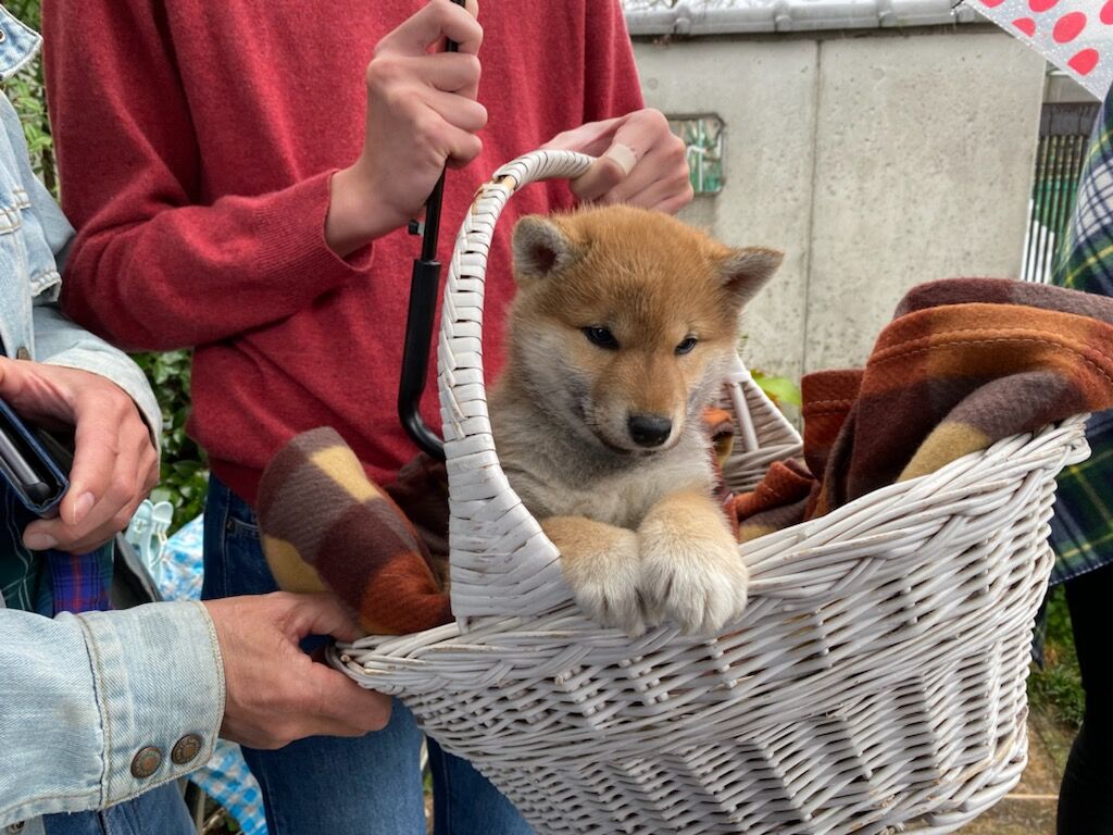 春の嵐 姫柴な毎日