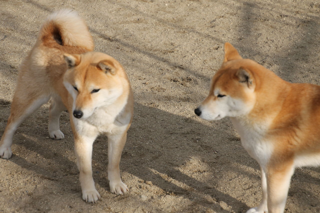 らら 柴犬