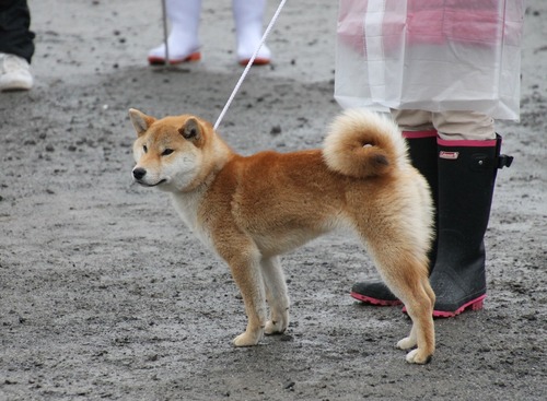 なな