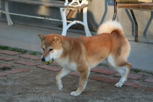 犬の自転車運動 姫柴な毎日 犬の自転車運動 姫柴な毎日