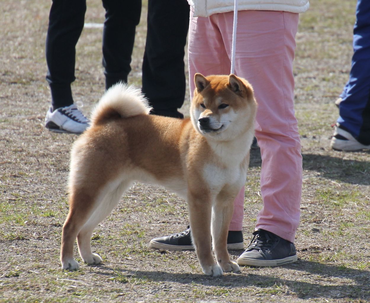 平成30年 春季 岐阜支部展 ジャスピン 姫柴な毎日