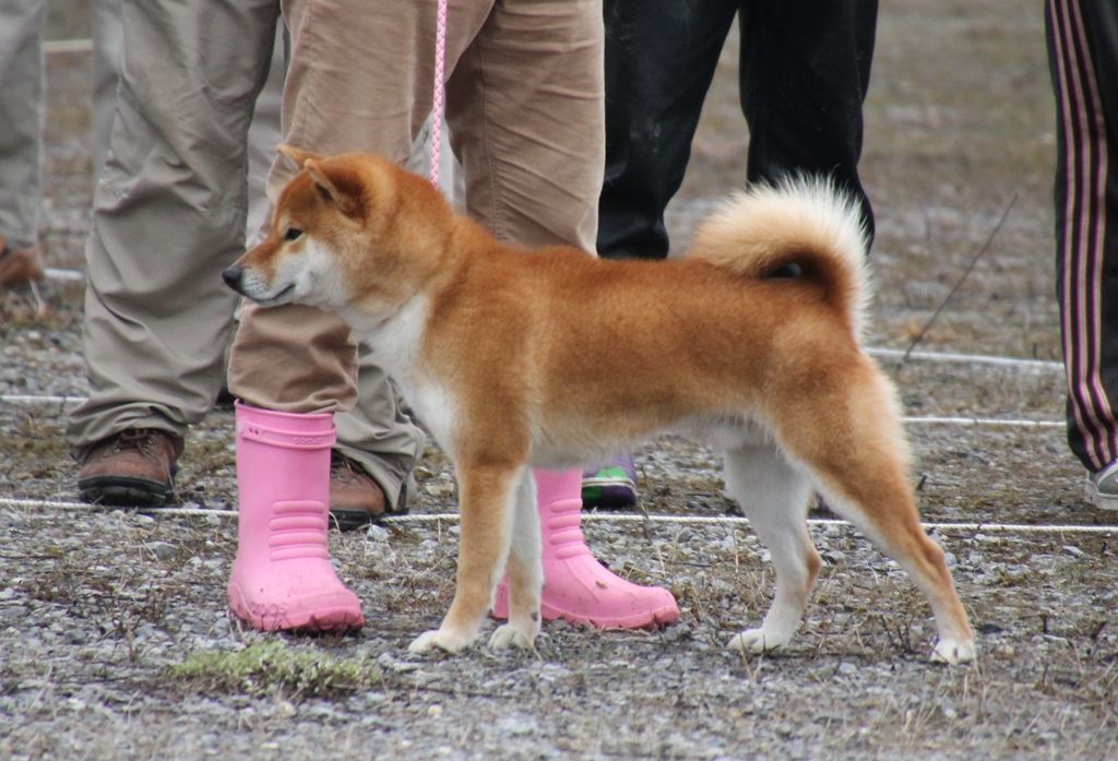 平成27年・春季・滋賀支部展＠ジャスピンⅡ : 姫柴な毎日