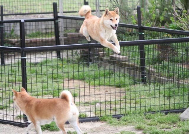 すごい立夏ニャンコ 姫柴な毎日