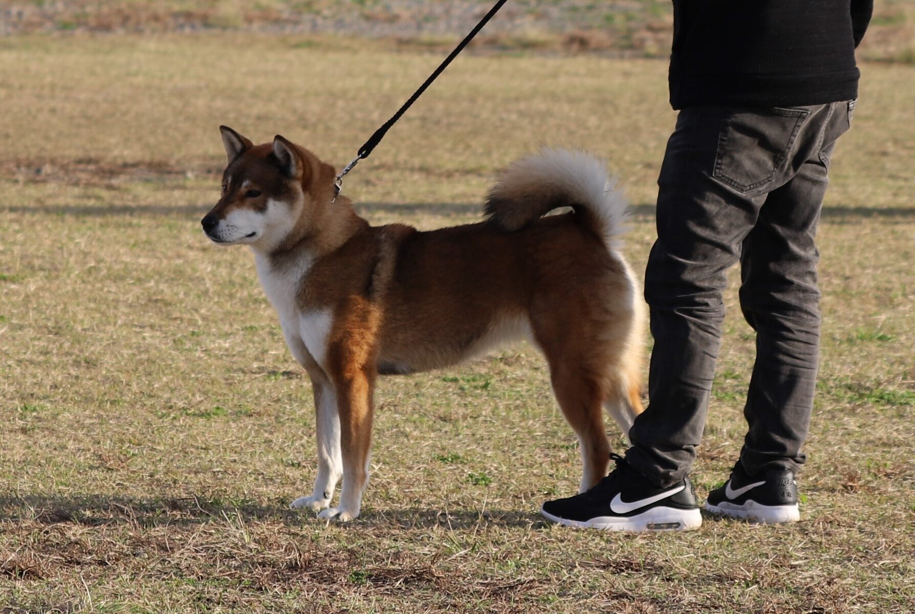 Amazon.co.jp: 養犬大鑑 全 昭和3年発行 : おもちゃ