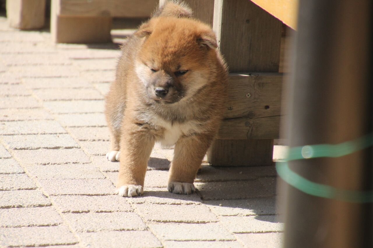花咲く春 姫柴な毎日 花咲く春 姫柴な毎日
