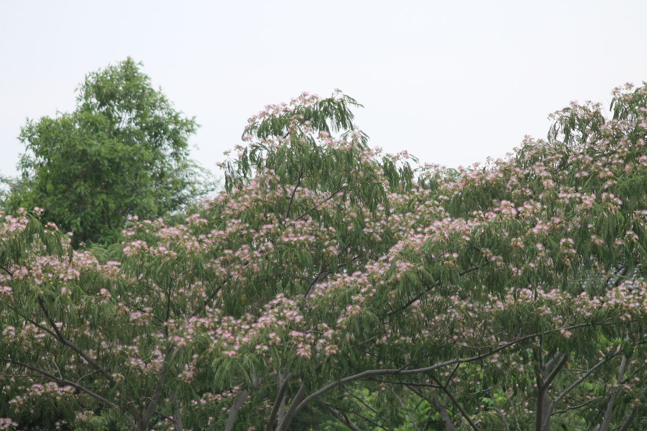合歓の花 姫柴な毎日