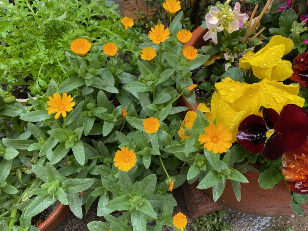 春の嵐 姫柴な毎日