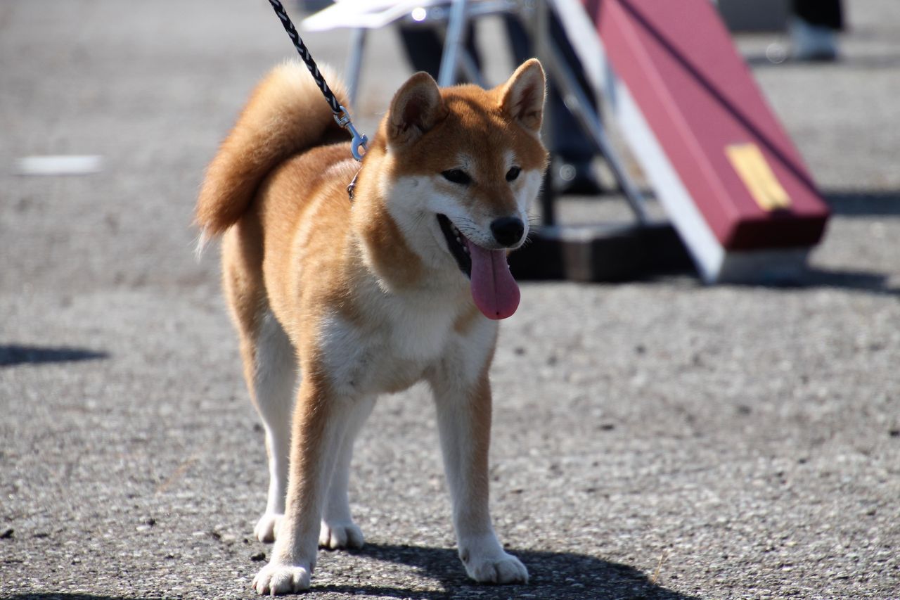 H29年度 秋季 福井支部展 ジャスピン 姫柴な毎日 H29年度 秋季 福井支部展 ジャスピン 姫柴な毎日