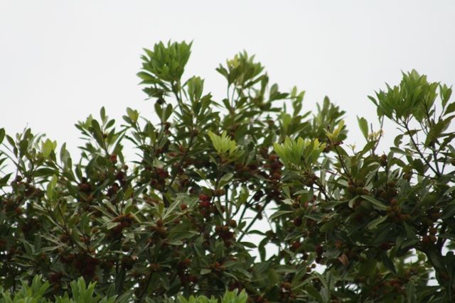 ７月 文月 ふづき 姫柴な毎日