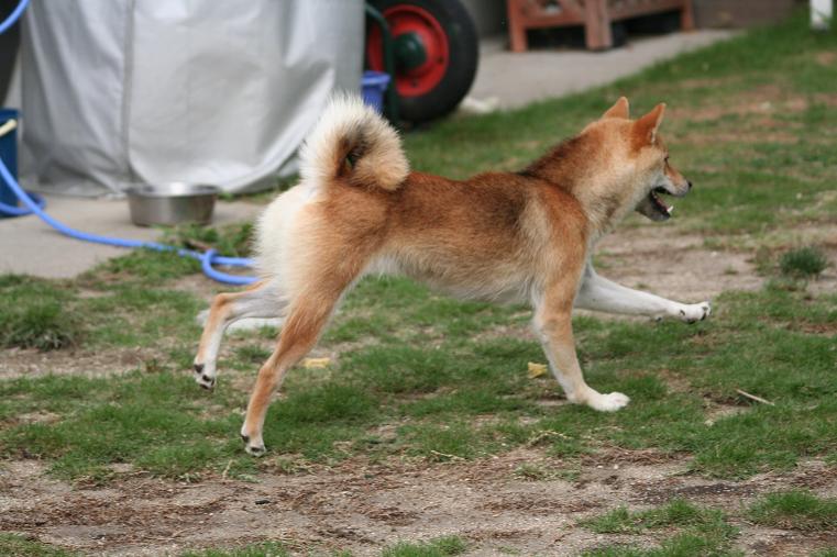 姫柴な毎日 柴犬
