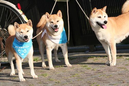 e6cfc727b3cd3a5f042c