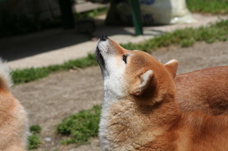 草を食む 姫柴な毎日