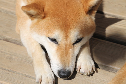 IMG_5330