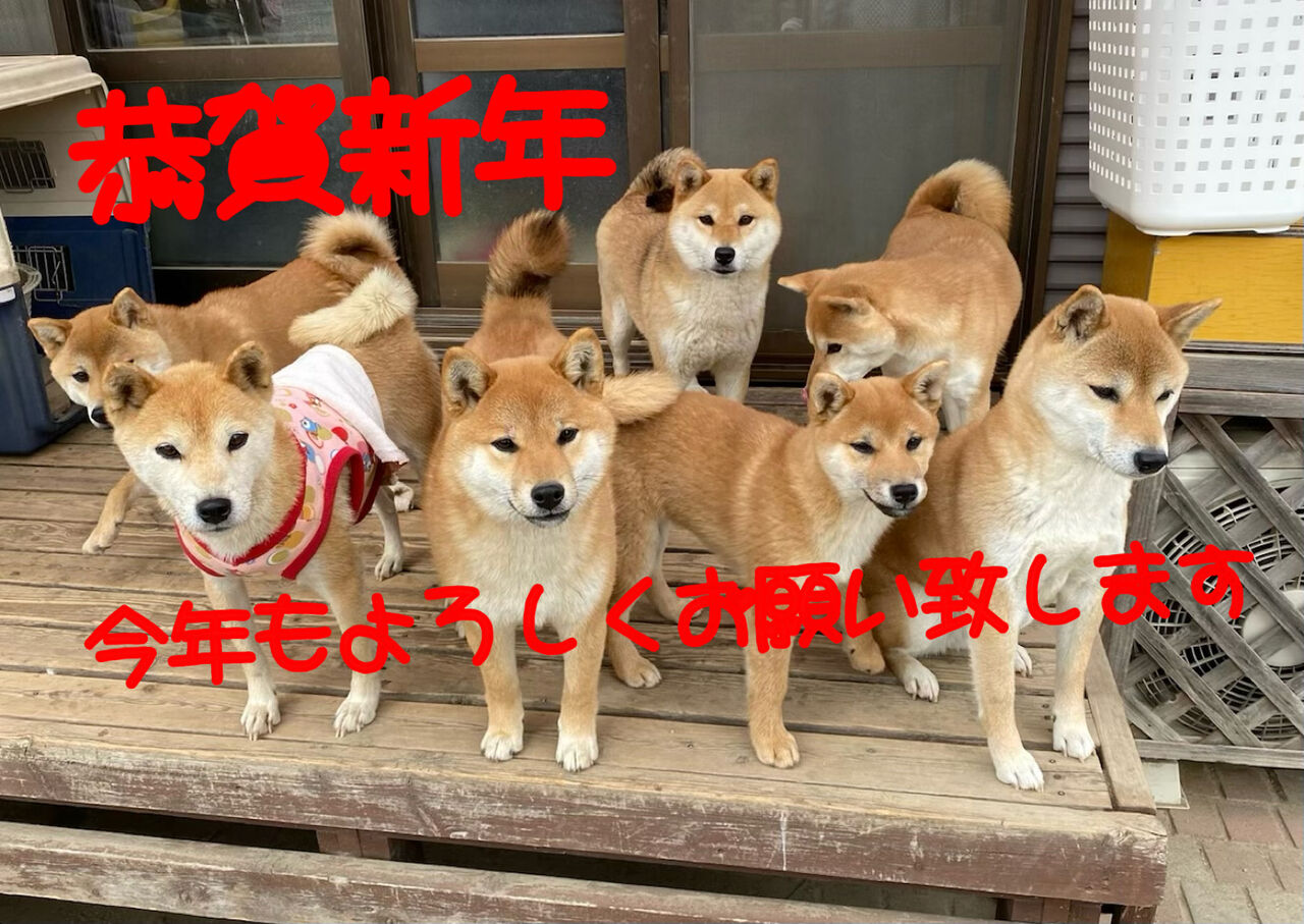 謹賀新年 姫柴な毎日