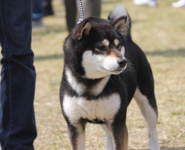 北陸連合展IN石川・ジャス・ピン : 姫柴な毎日