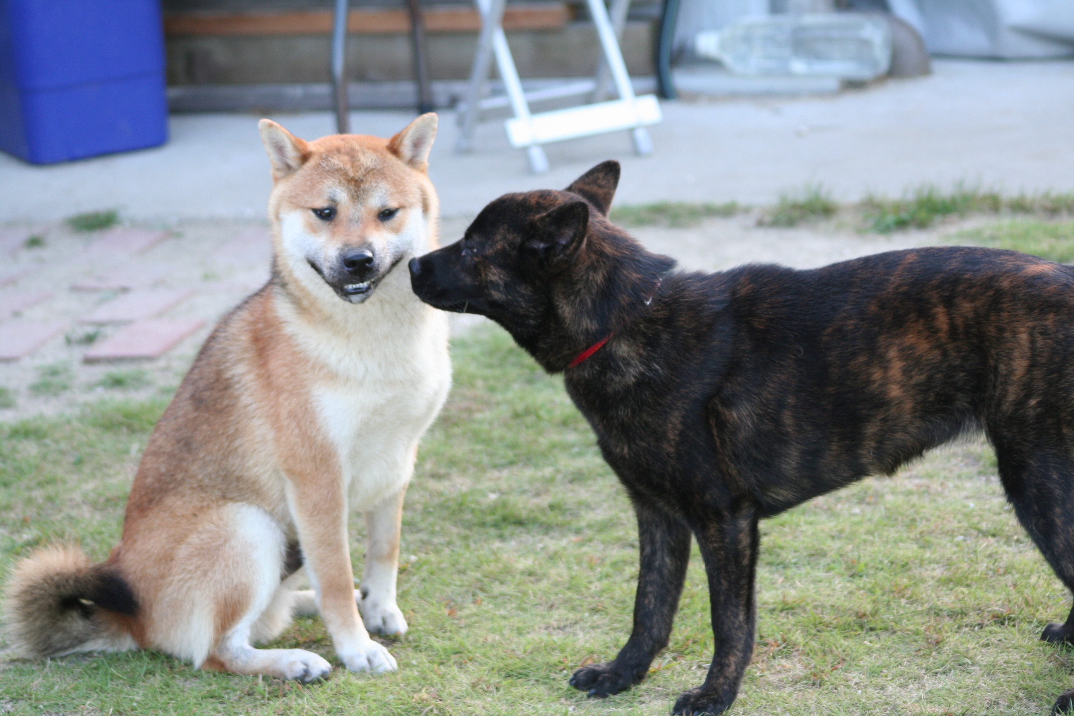甲斐犬・ハルヒちゃん : 姫柴な毎日