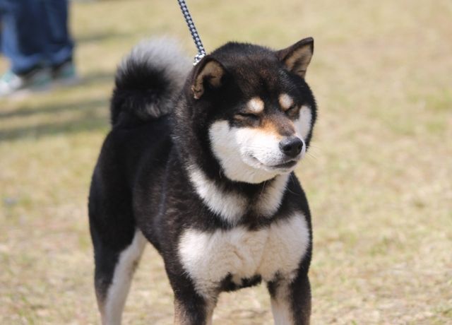 北陸連合展IN石川・ジャス・ピン : 姫柴な毎日