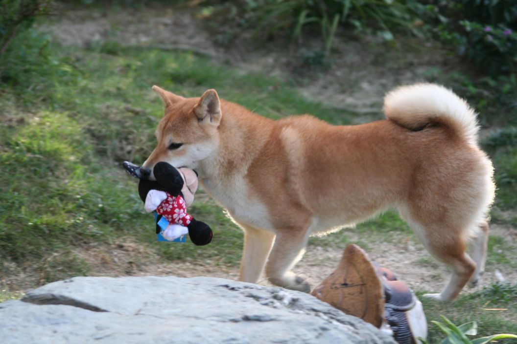 いただき物だし 姫柴な毎日