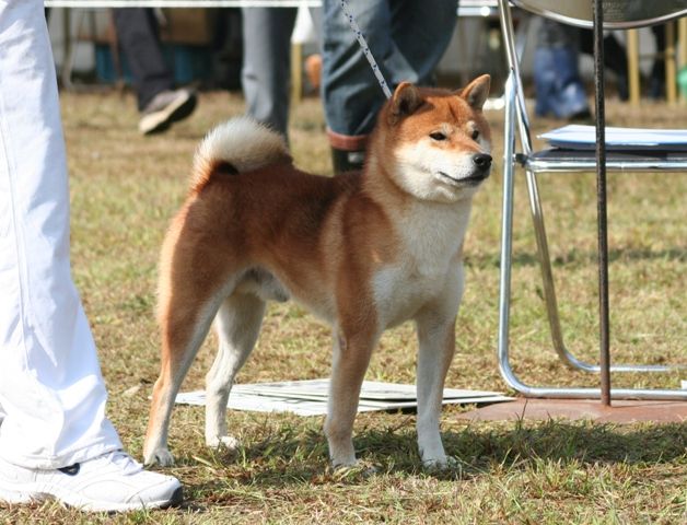 石川支部展・ジャスピンⅡ : 姫柴な毎日