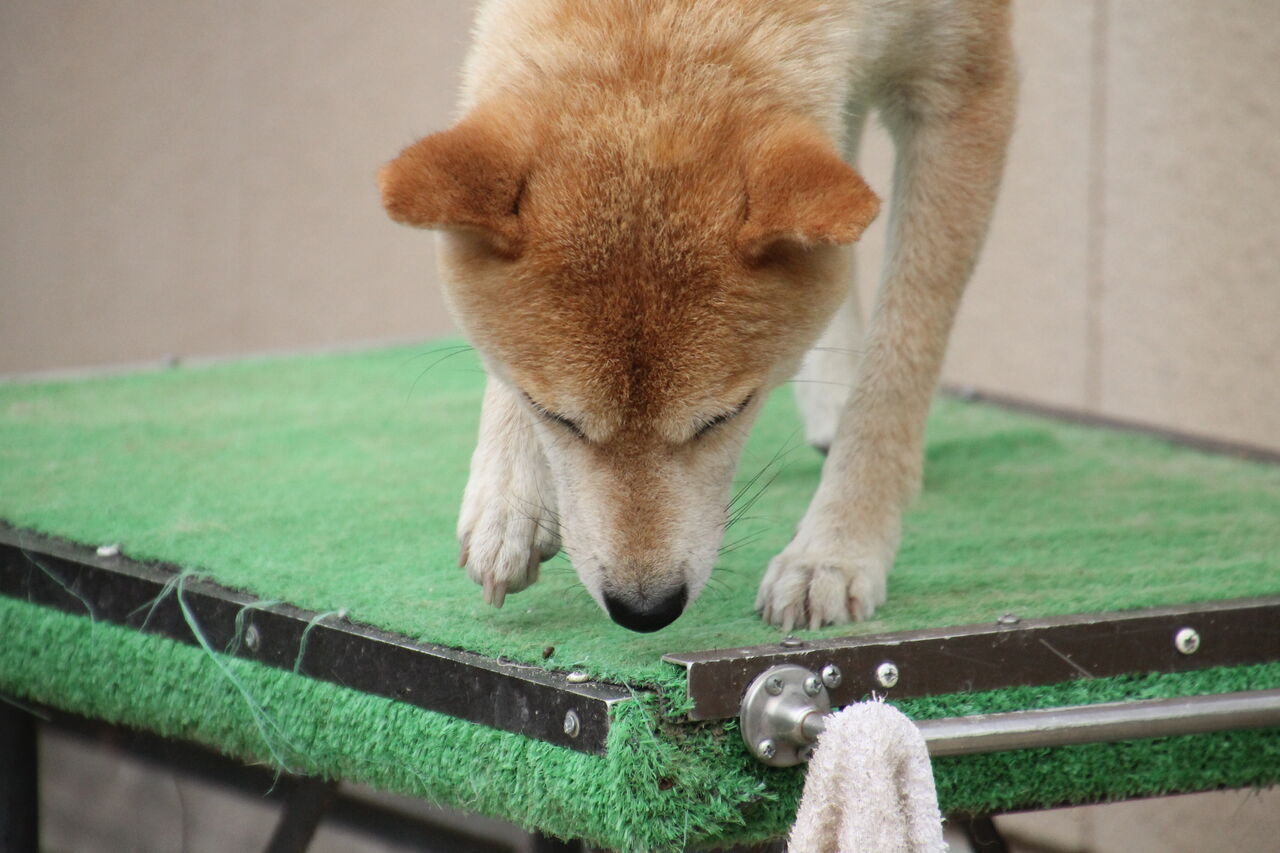 らら 柴犬