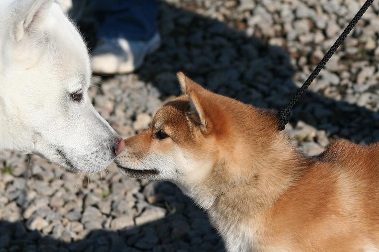 紀州犬とご挨拶 姫柴な毎日 紀州犬とご挨拶 姫柴な毎日