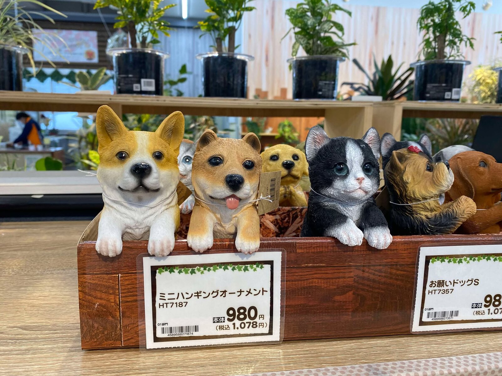 西日を浴びて柴仔犬 : 姫柴な毎日