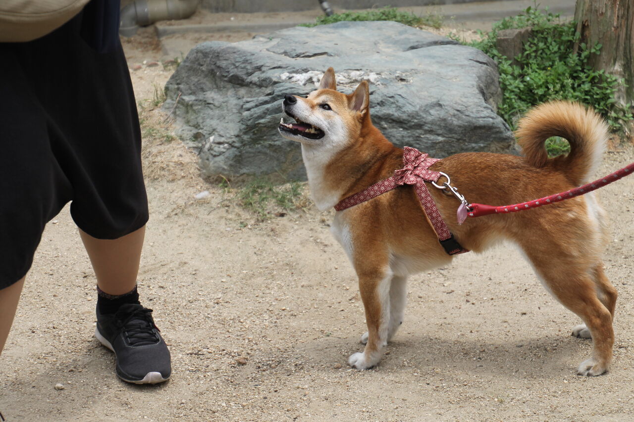 お迎えでした 姫柴な毎日 お迎えでした 姫柴な毎日
